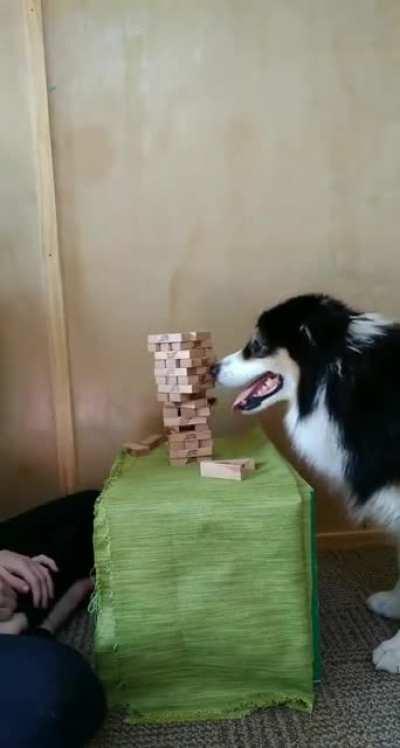 This dog playing Jenga