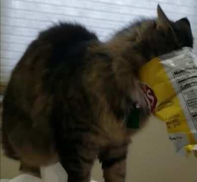 Cat was NOT injured in this video.