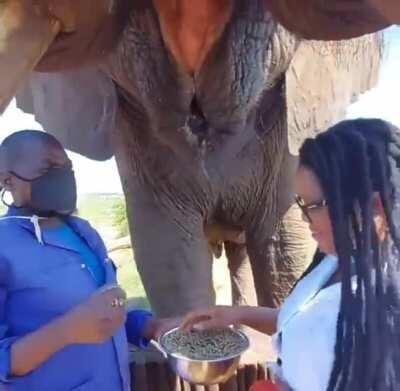 Those tusks are longer than a fully grown man.