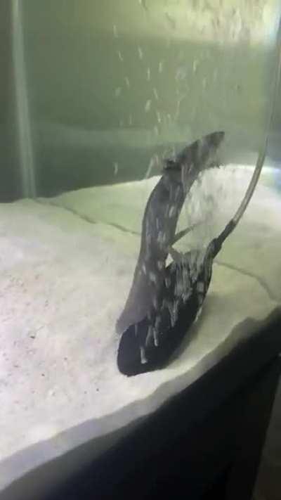 Too many fizzy drinks at the Wonka Factory