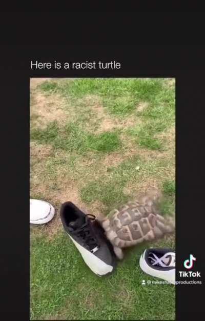 Racist turtle