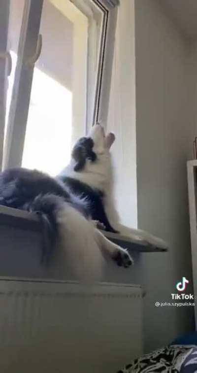 Not sure if dog or Opera Singer.