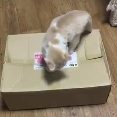 Хватит скрестись там, заходи!