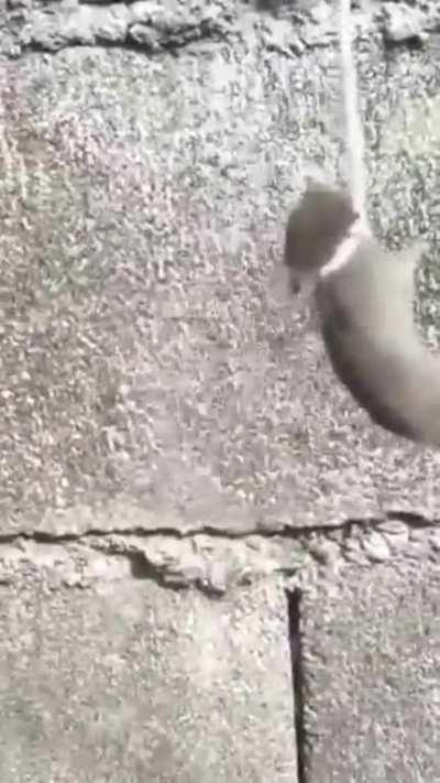 Ratatouille 2 teaser