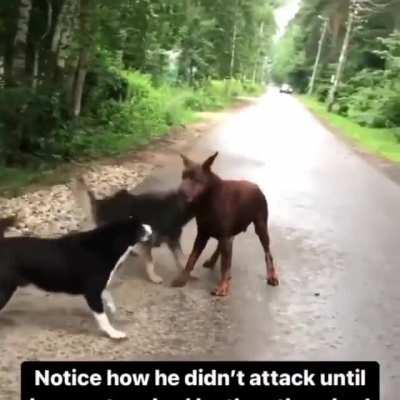 To intimidate a Doberman