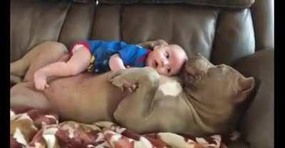 Заботливый пёсель...