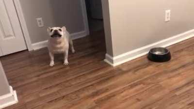 Angry french bulldog throwing tantrums.