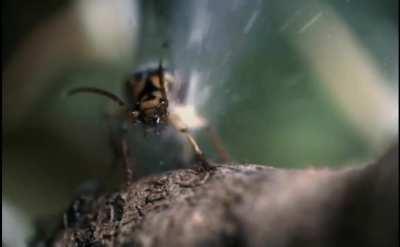 A beetle that can spray a boiling hot, caustic chemical solution from its abdomen to defend itself