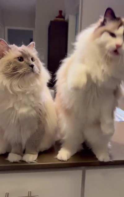 They must know how cute they are.