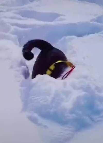 Dogs enjoying the snow in their own way