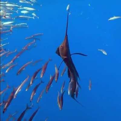 🔥 Sailfish are master hunters. They us their sails to coral schools of fish and then inflict damage with their bill.