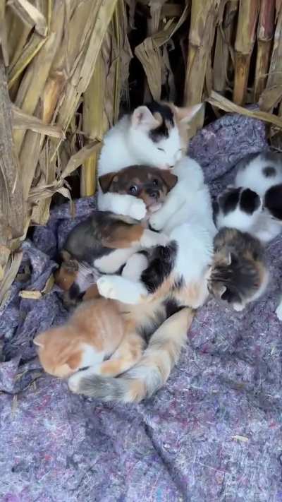 Momma Cat's love does not discriminate 