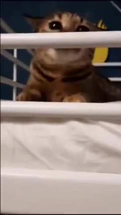 Gatinho preparando o ataque