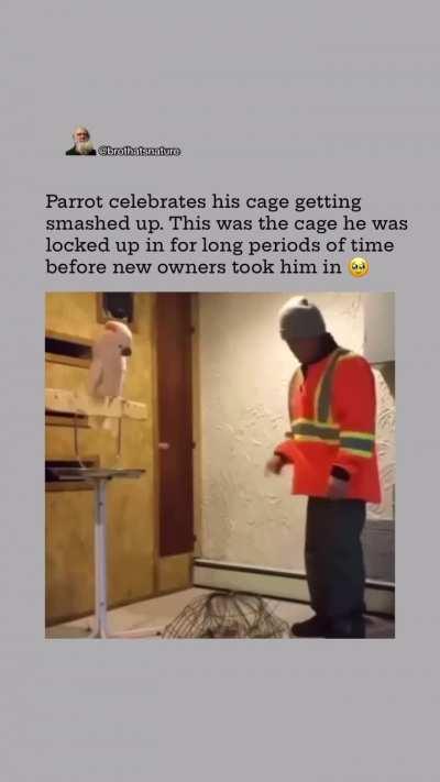 Cockatoo reacts to destruction of old cage by new owner