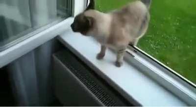 Levitating to receive pets