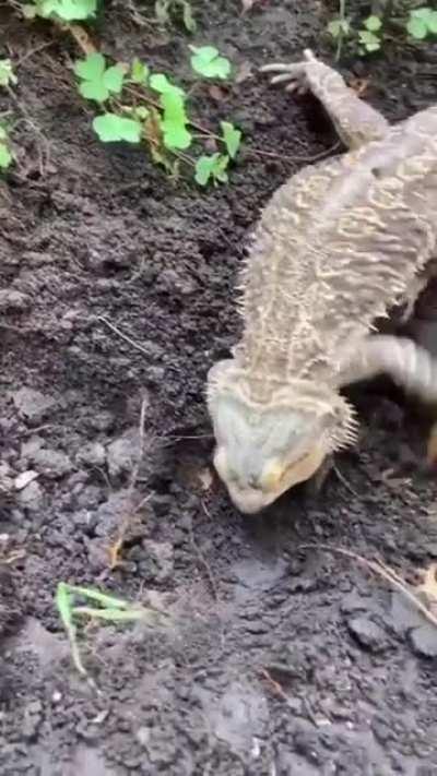 Best garden helper ever