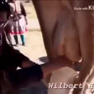 To milk a cow