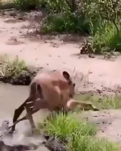 Running Away From A Predator