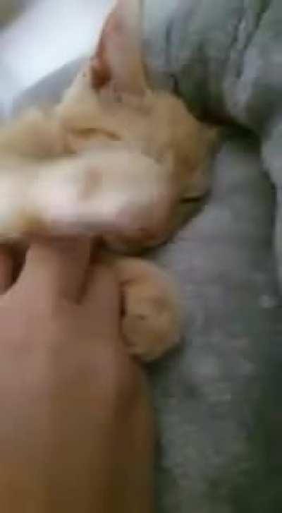 Cheddar loves his pets... and his Reds.