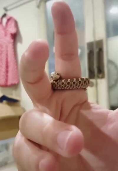 Ring of Serpents, +15 poison damage, 30% chance to poison the enemy, +100 cuteness