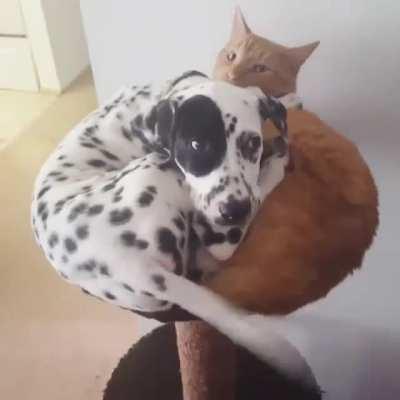 Dog thinks he's a cat