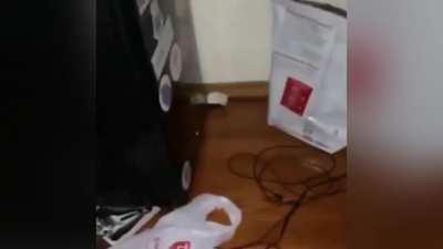 When mice go bad ...