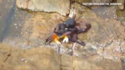 Octopus leaps out of the water and drags a crab back to the abyss