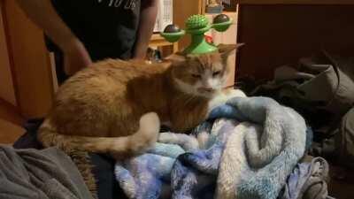 He’s plotting his revenge, you can see the hatred in his lil eyes