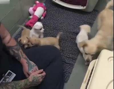 Sad mama dog reunites with her lost puppies. A dog mama named Cora ended up in a shelter after her owner had taken her babies away from her. Depressed, she wouldn’t move away from a corner, so The Marin Humane Society tracked down Cora’s puppies and reuni