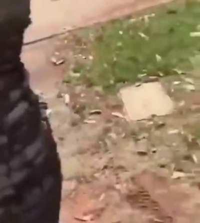 My lizard people need me!