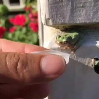 Giving lil froggo a tiny pool