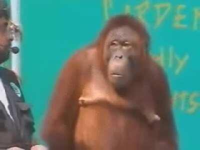 Orangutan pulls fast one on us.