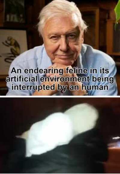 A feline in its artificial habitat