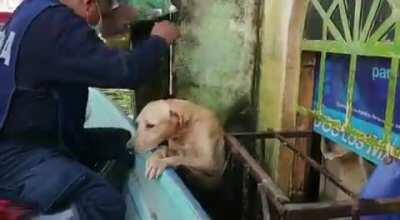 There are massive floods in southeast Mexico right now. These guys in a boat found a good boy who was cold, frightened, and clinging to a wall. Heroes...