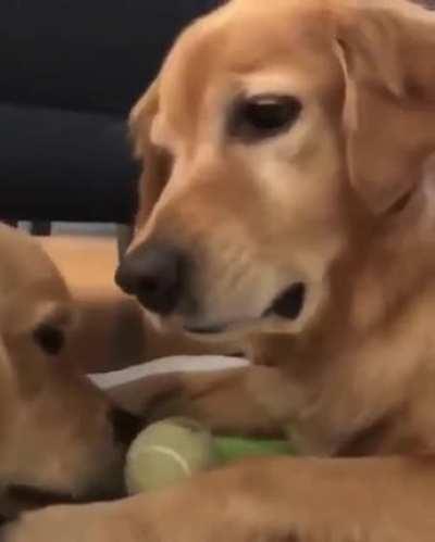 I just want to borrow