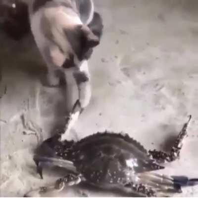 Cat vs pinch rock boi