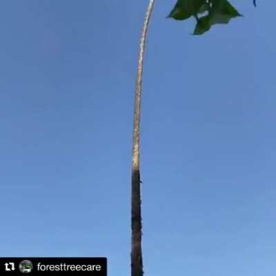 cutting a tree like this