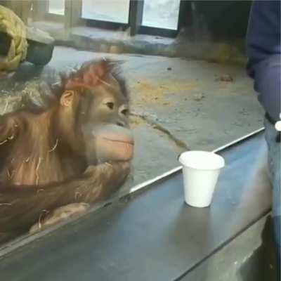 An orangutan's reaction to a trick