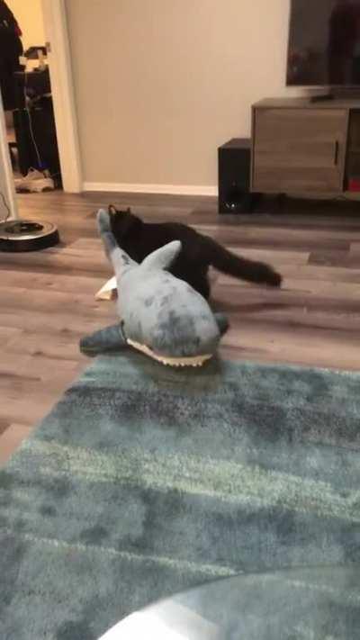 Zero caught an IKEA shark today