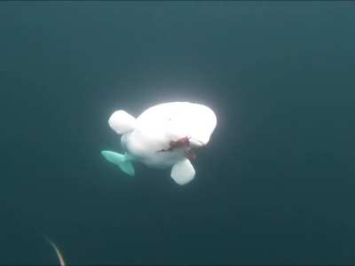 Our precious friend bringing up a little gift from monday