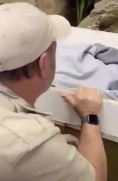 this is actually a baby-