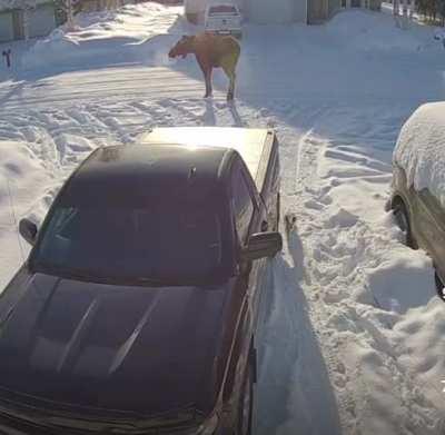 I’ve always wanted to see a moose, but never quite like that.