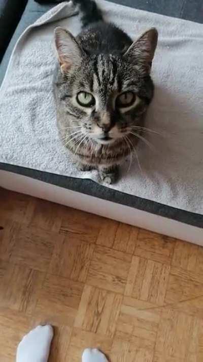 My Cat Felix doesn't really know how to meow. He just yells