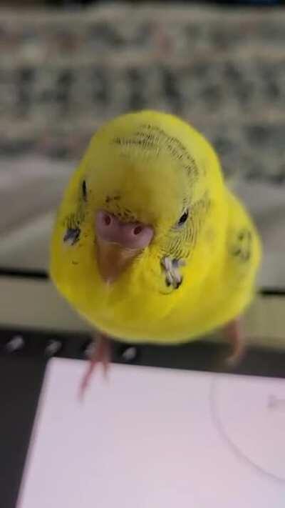 My budgie Peter sharing his wise words of wisdom with me.