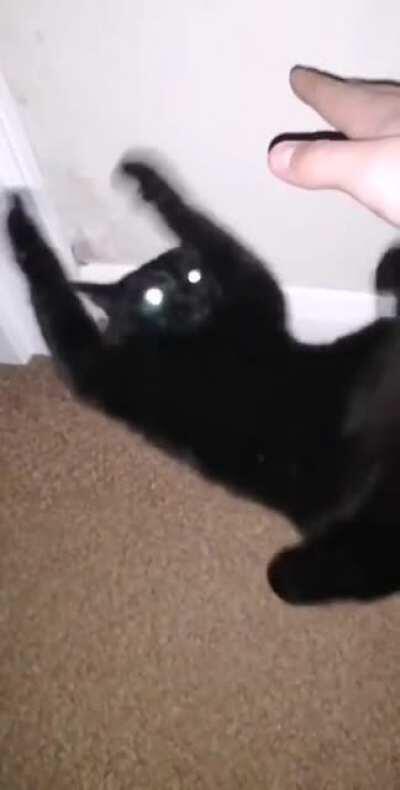 My cat George decided to freak out after I tried to touch him