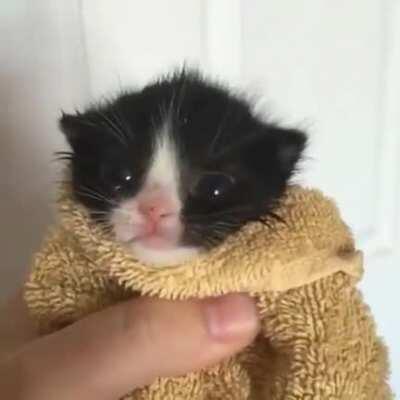 Purrfectly cut smol criminal