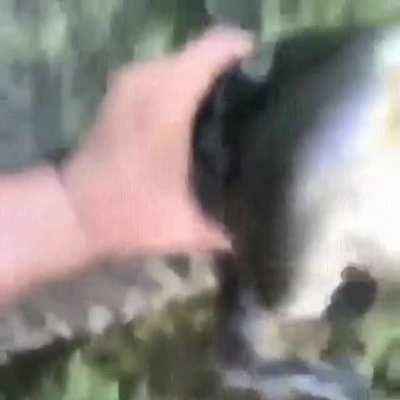 Florida Man YEETS a Gator