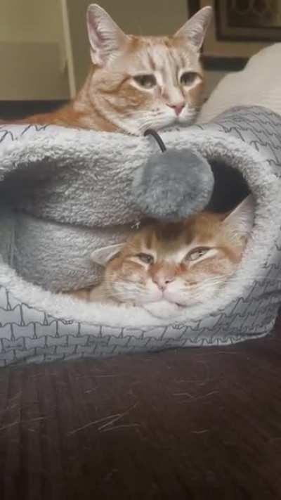 So much more room for activities!!!! (No cats were harmed in the making of this video)😻