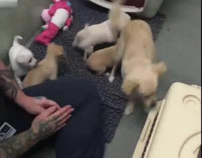 Sad mama dog reunites with her lost puppies. A dog mama named Cora ended up in a shelter after her owner had taken her babies away from her. Depressed, she wouldn’t move away from a corner, so The Marin Humane Society tracked down Cora’s puppies and reuni