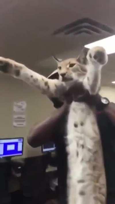 Thanks, I love Lynxs